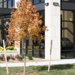 Tree Staking mistakes